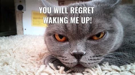 Download Cat Warning Funny Meme Wallpaper | Wallpapers.com