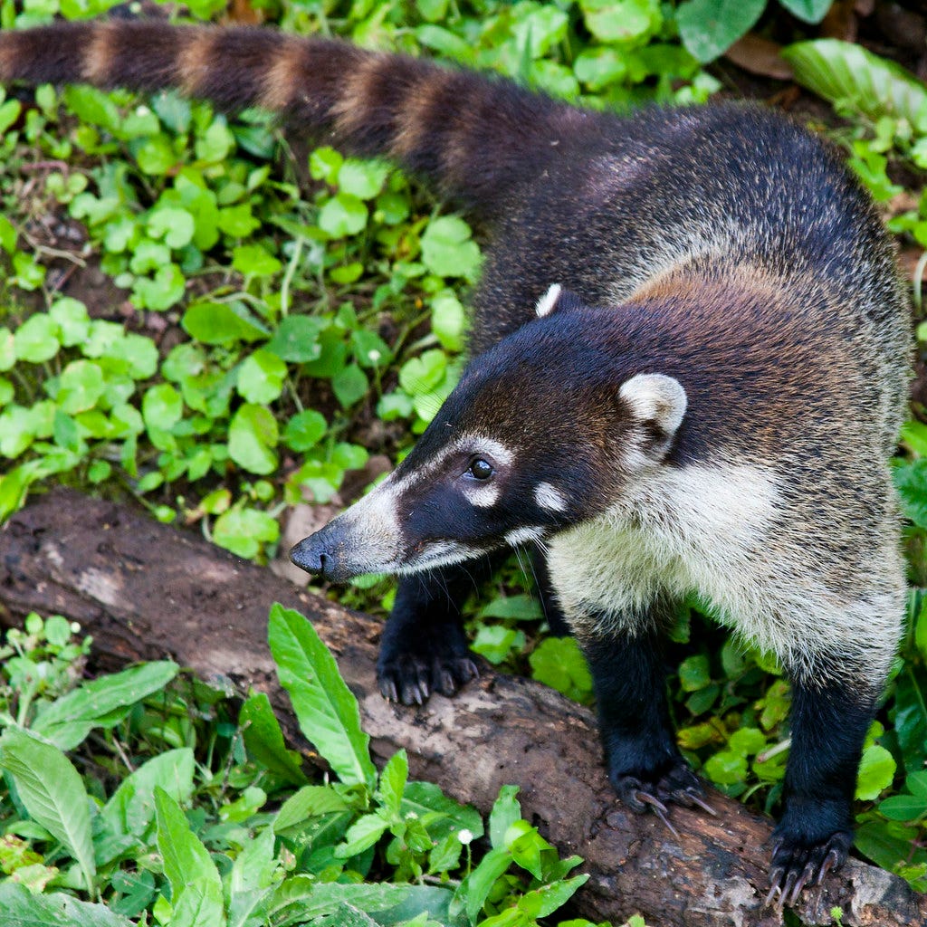 White-nosed Coati (Coatimundi, Kudamundi) | A white-nosed co… | Flickr