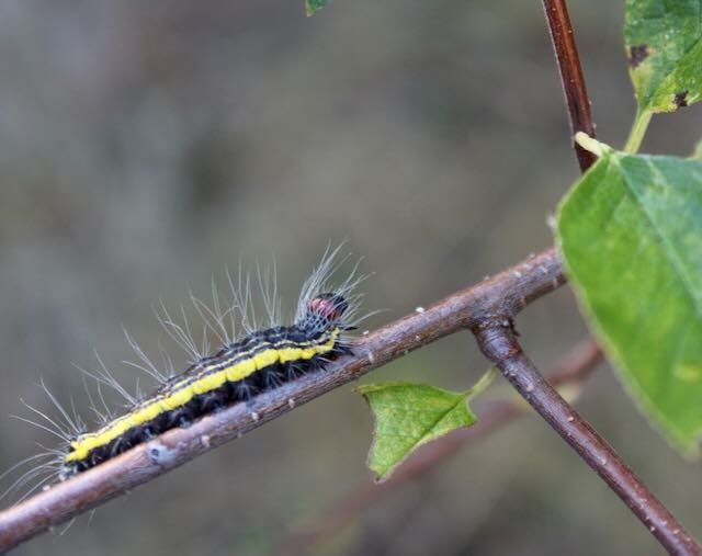 Radcliffe's Dagger Moth Caterpillar on a native branch