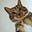 Gato Feliz's avatar