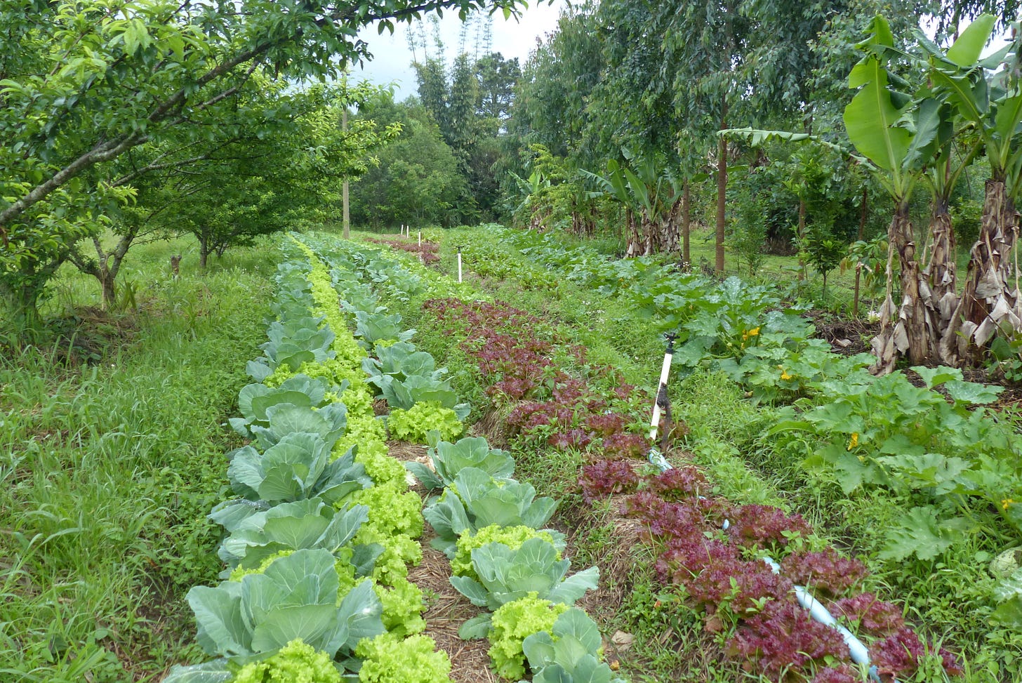 https://www.arc2020.eu/wp-content/uploads/2019/11/agroecological-farming-Brazil.jpg https://www.arc2020.eu/wp-content/uploads/2019/11/agroecological-farming-Brazil.jpg