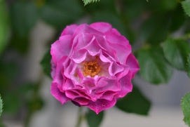 St Saviour's Rose