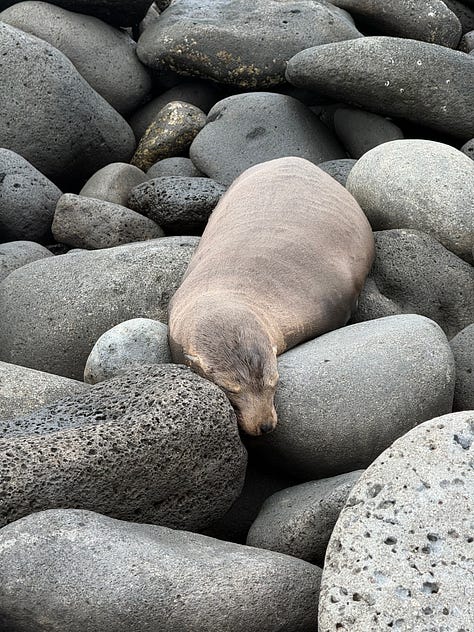 Animal pictures from the Galapagos