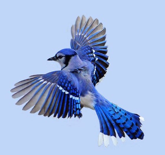 This may contain: a blue bird is flying in the sky