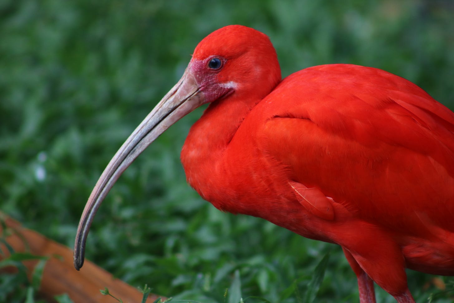 belém, mangal das garças