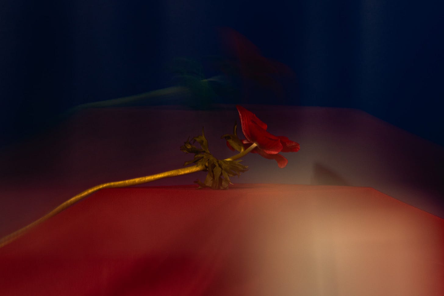 A single red anemone with a curving golden stem and dried seed head, resting on a deep red surface against a dark navy background. Soft, moody lighting.