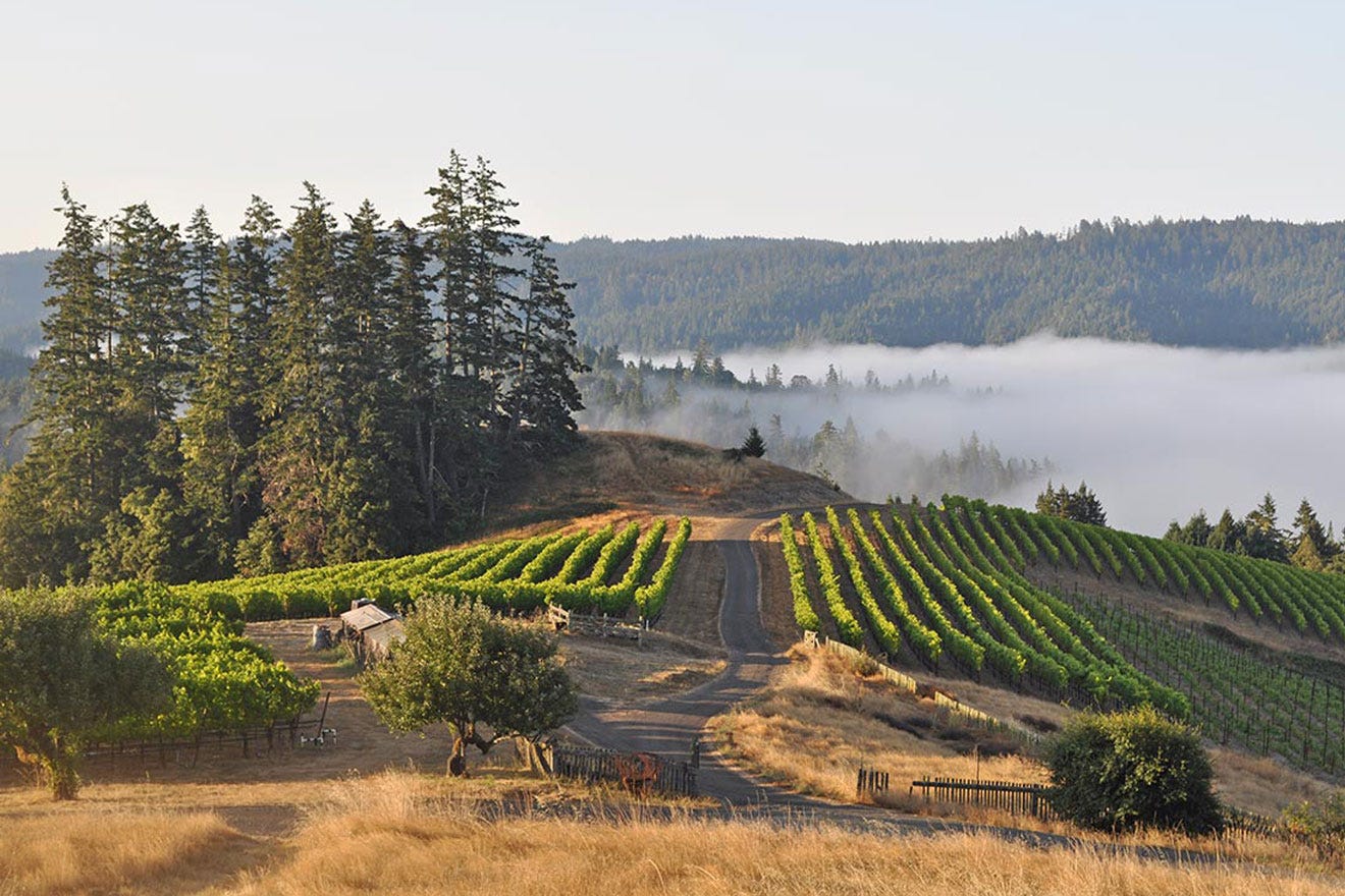An Introduction to Sonoma County AVAs | Sonoma
