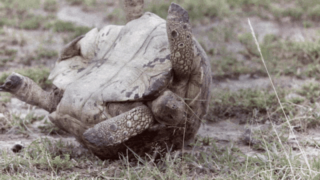 a turtle is laying on its back on the ground