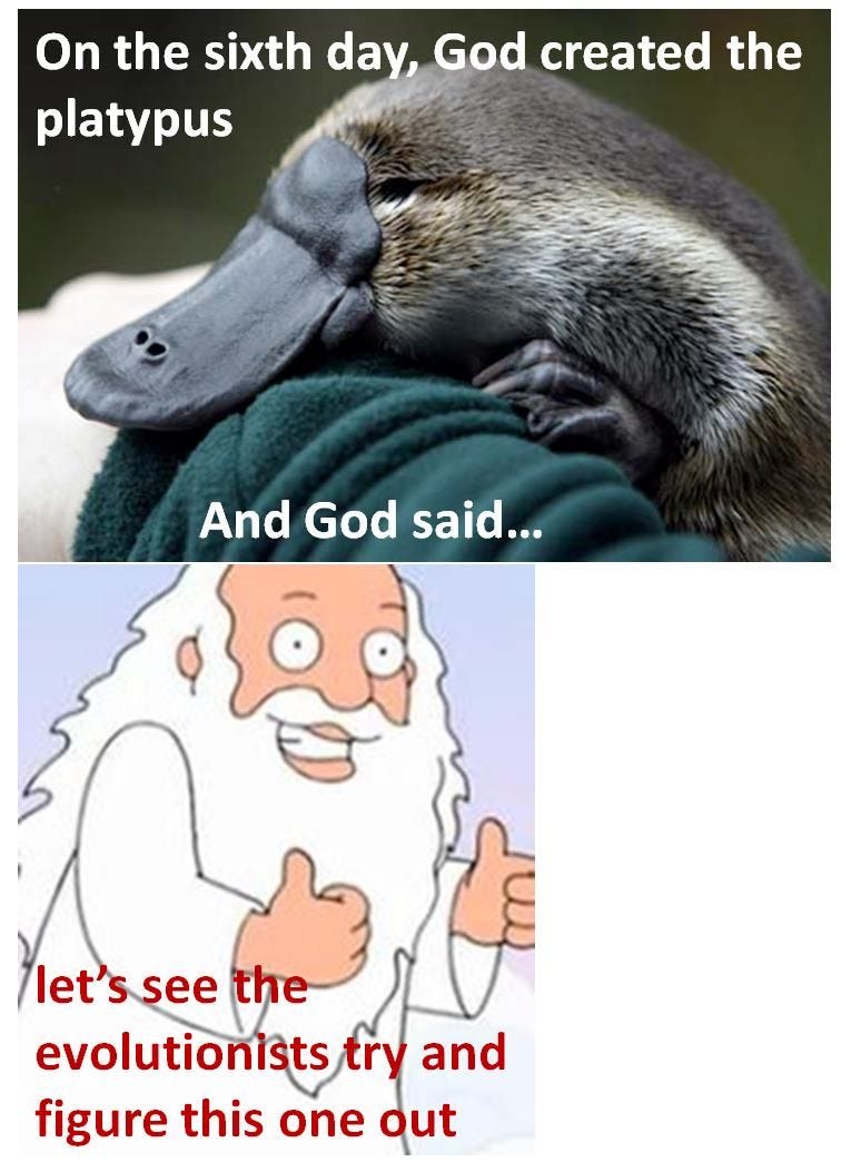 platypus mystery | Funny animal memes, Platypus, Funny cute