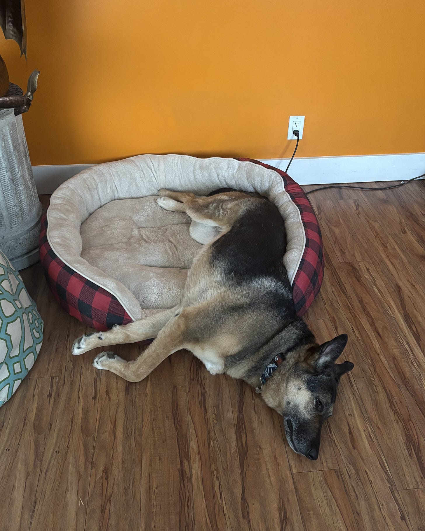 a large German Shepherd husky dog lays half on/half off of a clean dog bed a large German Shepherd husky dog lays half on/half off of a clean dog bed