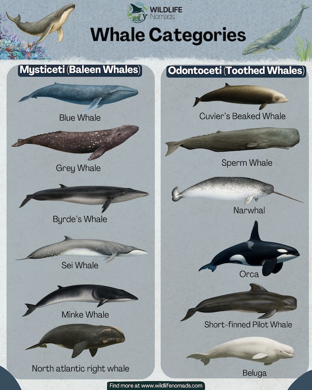 Diverse Types of Whale: Facts and Images of Each Species