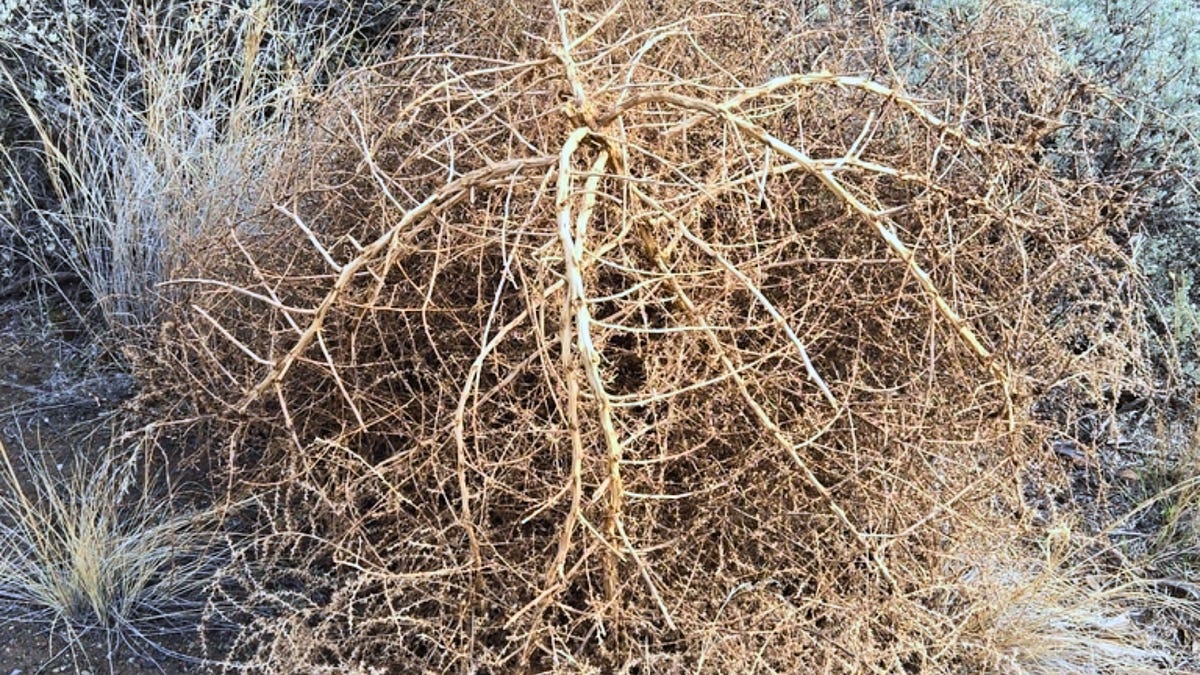 The Lone Star State's Most Iconic Invasive Plant