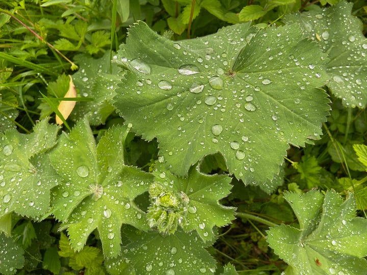 Ladies mantle green hand-shaped leaves with dew drops and a cup of ladies mantle tea