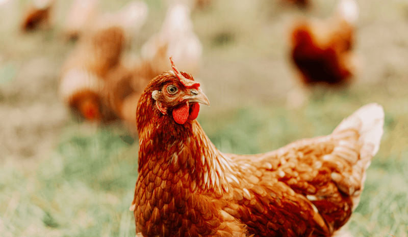 A chicken in an open field.