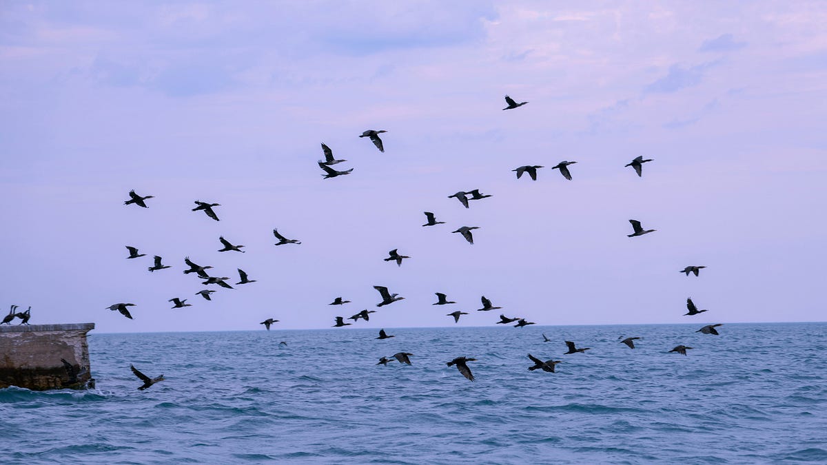 We Are Resilience: A Thrutopian Approach to Flooding