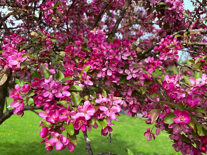 Various spring flowers from white to pink blossoming.