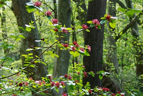 My first sight of Calycanthus x raustonii 'Hartlage Wine' at Carolyn Walker's garden, 2012.