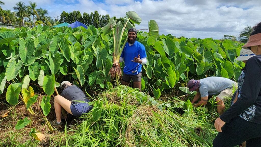 Farming Taro