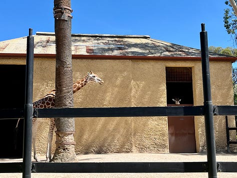 photo #1 giraffe in front of enclosure with baby giraffe's head showing over a half opened door. Photo #2 five meerkats sprawled in the sand. Photo #3 an Eclectus parrot, mostly green but for a red beak hidden in the foliage of a tree.