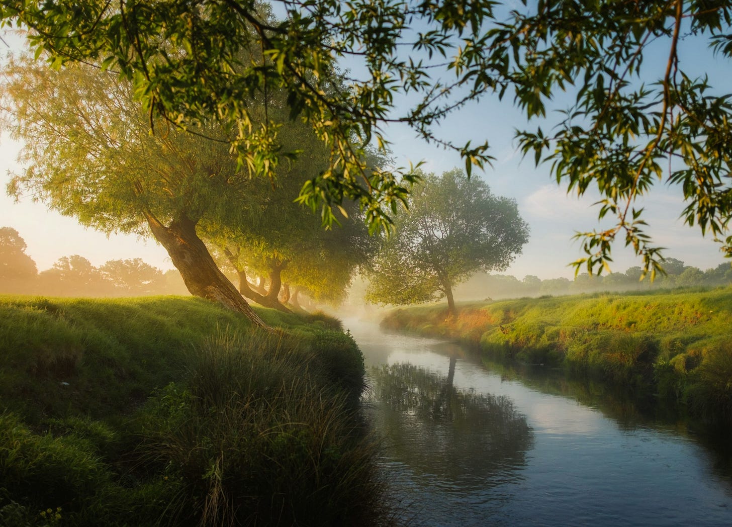 Rivière à côté des arbres et champ d'herbe