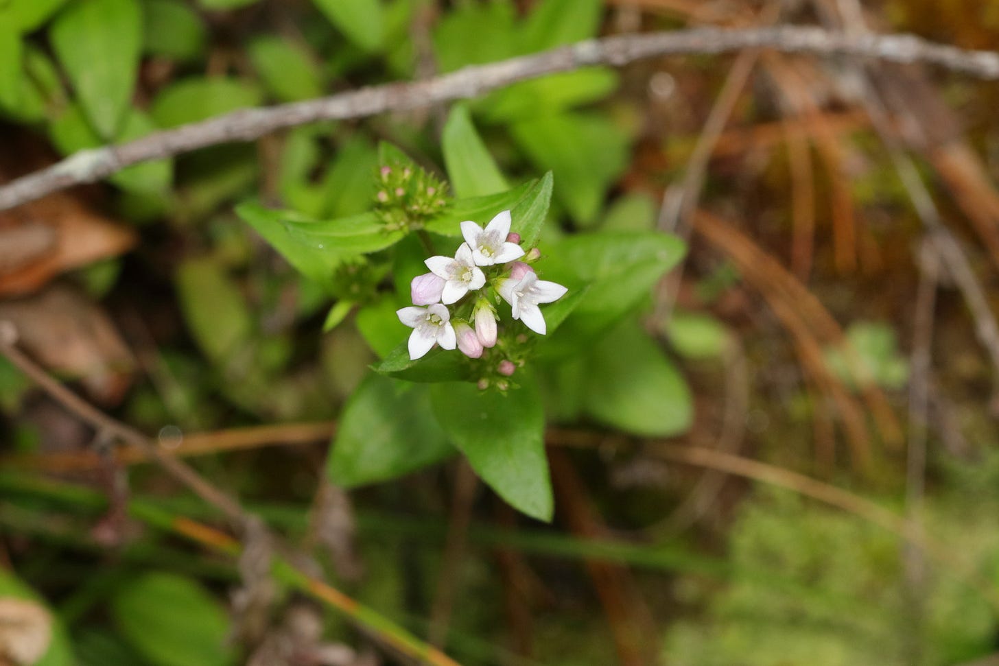 Close-up, overhead view of a cluster of four flowers and three closed buds at the top of a stem with elliptical, pointed, bright green leaves that fade into softer focus down the stem and into the photo's background. The flowers are a pale lavender that is very nearly white, and the buds are pale lavender-pink. The flowers are shaped like tiny trumpets with four fused, pointed petals that bend at nearly a right angle from the flower's slender, conical tube. Close-up, overhead view of a cluster of four flowers and three closed buds at the top of a stem with elliptical, pointed, bright green leaves that fade into softer focus down the stem and into the photo's background. The flowers are a pale lavender that is very nearly white, and the buds are pale lavender-pink. The flowers are shaped like tiny trumpets with four fused, pointed petals that bend at nearly a right angle from the flower's slender, conical tube.
