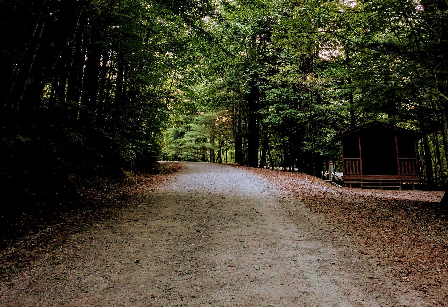 A gravel path curves through a dense forest of tall trees with lush green summer foliage. Fallen brown leaves scatter the edges of the path. A wooden gazebo or shelter sits to the right, partially shadowed. Dappled light filters through the canopy overhead. A gravel path curves through a dense forest of tall trees with lush green summer foliage. Fallen brown leaves scatter the edges of the path. A wooden gazebo or shelter sits to the right, partially shadowed. Dappled light filters through the canopy overhead.