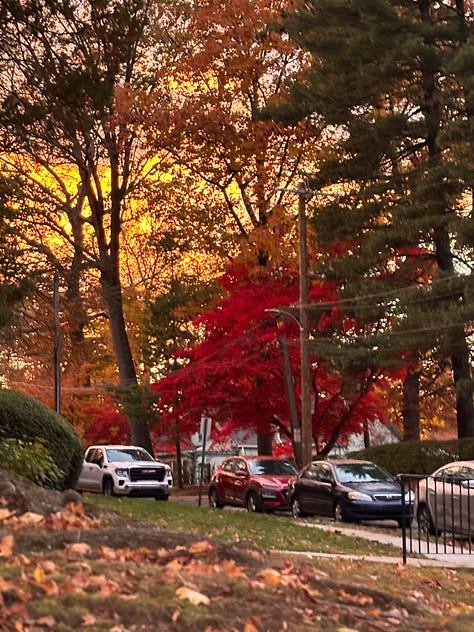 sunlight through trees, a picture of Gabrielle, a tall tree, a tree with yellow leaves and two sunsets