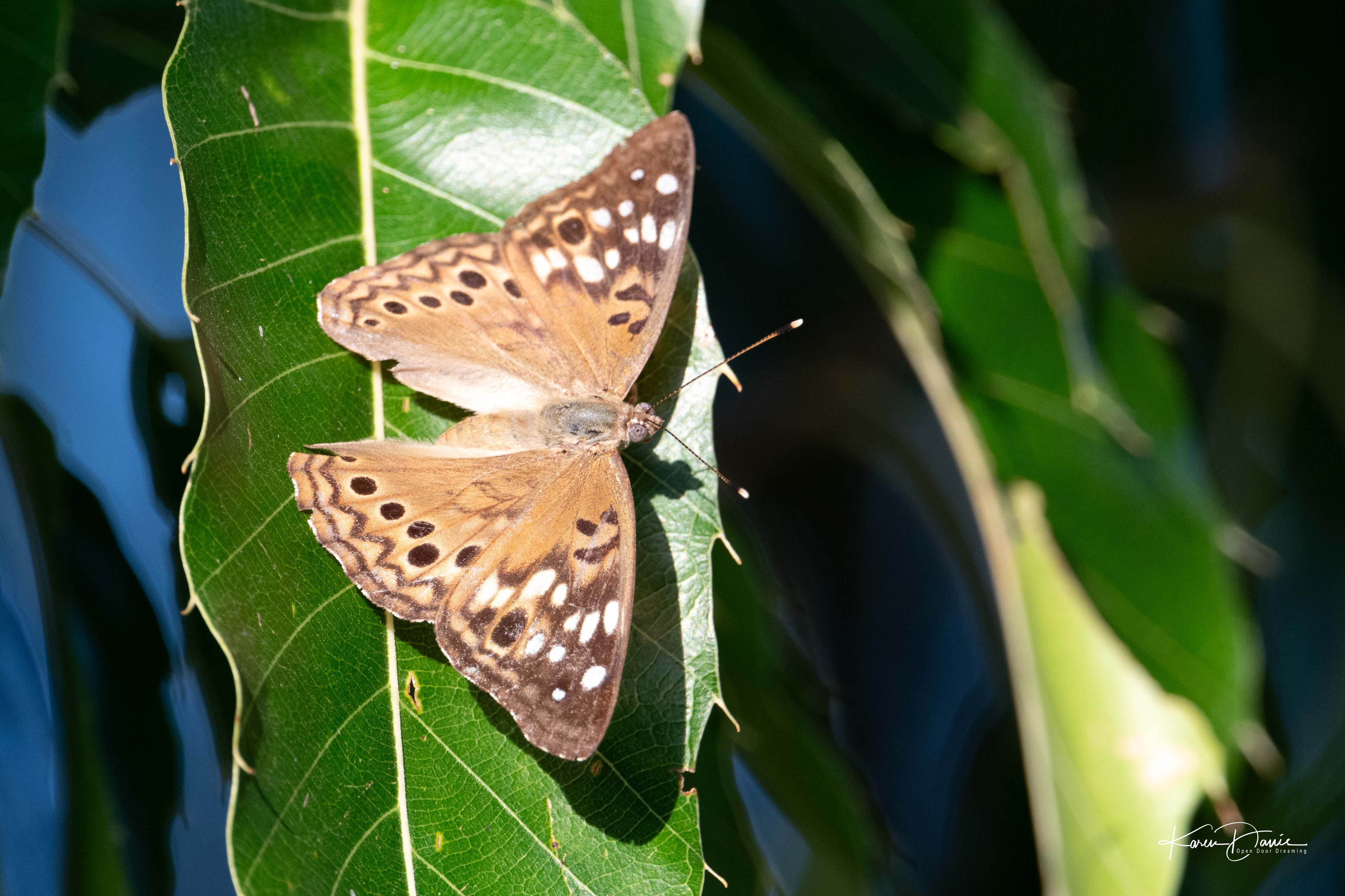 Butterfly Dance - by Karen Davis - Life in the Real World