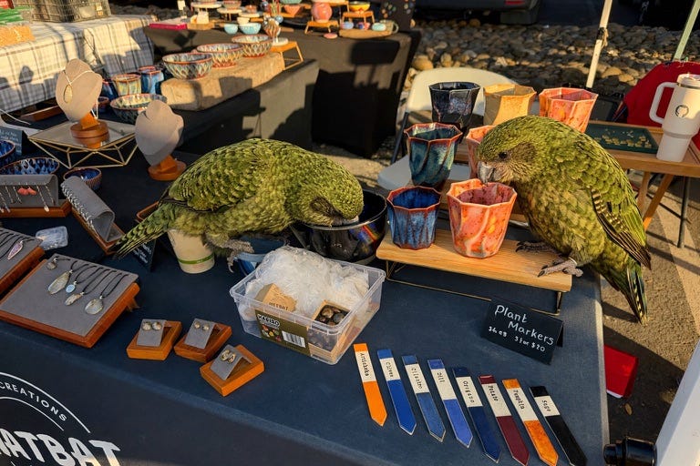 Same craft market booth as previous image, now with two large olive-green Kākāpō parrots perched on the table among the ceramics, one investigating the blue glazed cups and the other examining an orange cup.