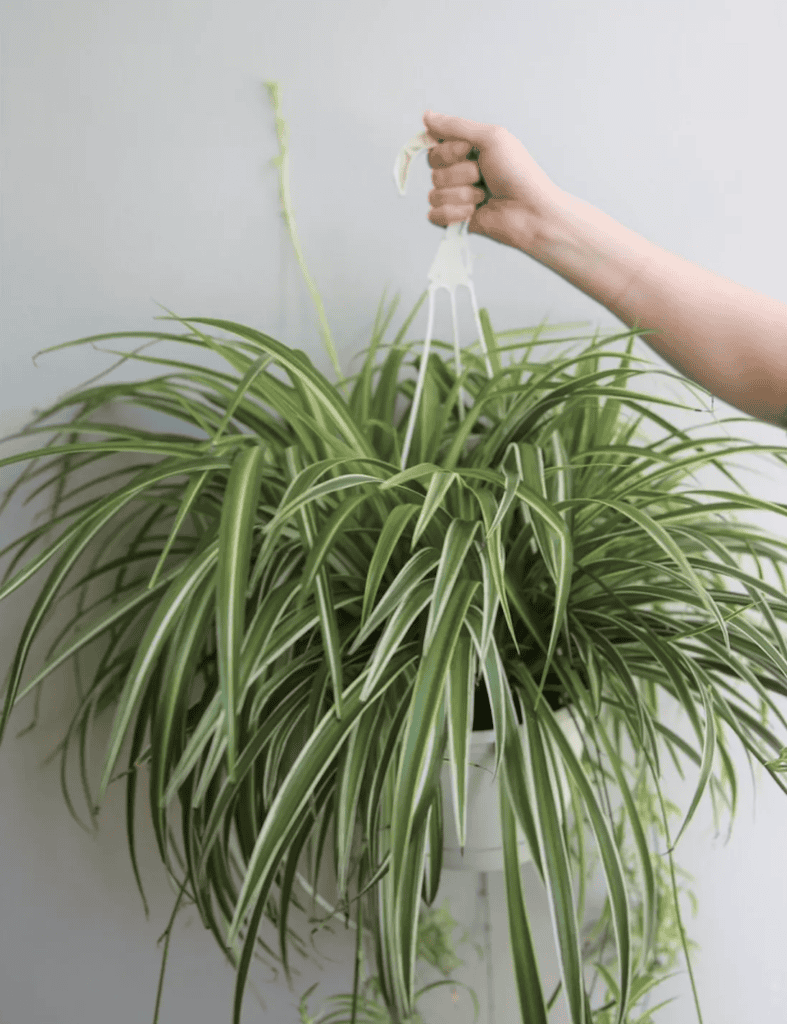 Person holding up a spider plant.