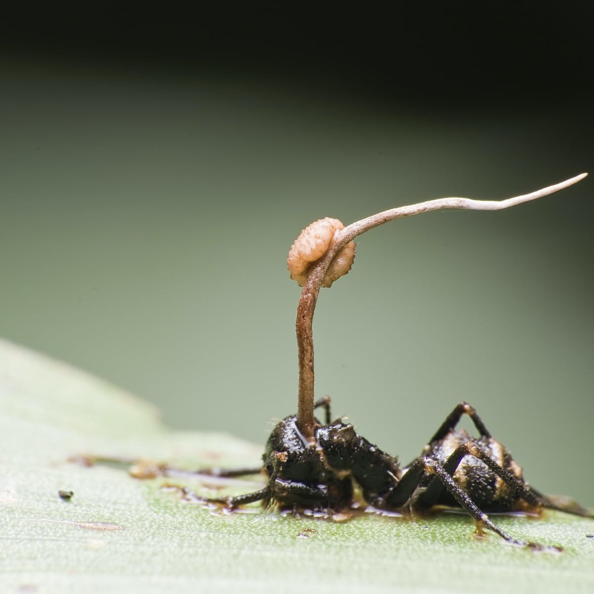 Zombie ants: meet the parasitic fungi that take control of living insects