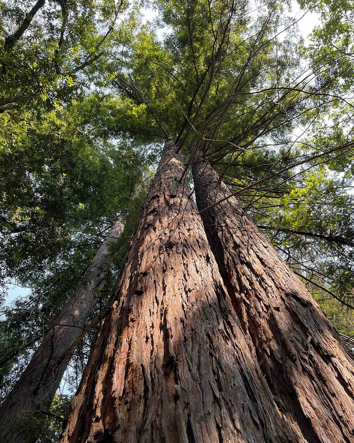 Photos in trees by Sabrina Simpson