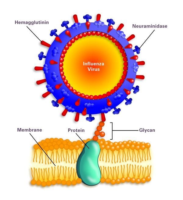 H1N1 - microbewiki H1N1 - microbewiki