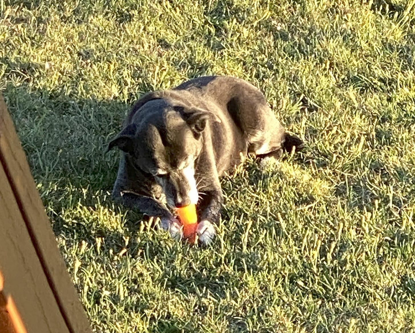 Black dog lying in grass with orange toy in mouth