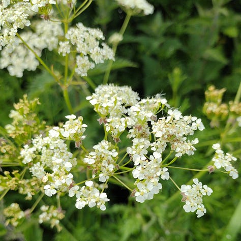 Cow parsley, frothy white flowers. Shown growing in hedgerows, and with a close up of the stem showing the ribbed structure.