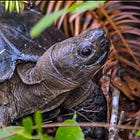 昼に隠れ、夜に生きる。アラカンヤマガメという亀