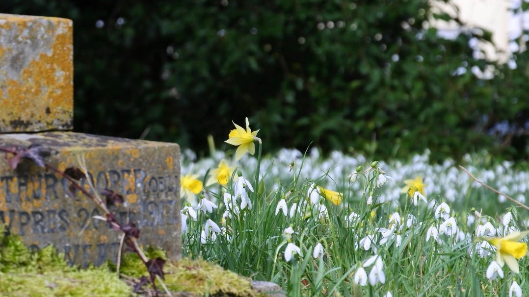 Narcissus pseudonarcissus, commonly named the wild daffodil or Lent lily, is a perennial flowering plant.