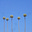 Avatar di Clara Marina