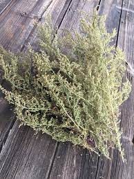 Dried Natural Bunch of Sweet Annie - Etsy