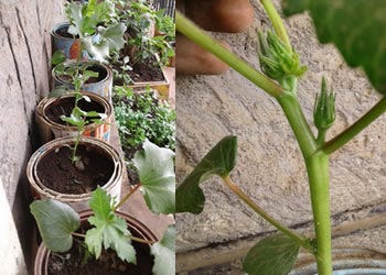 okra okra