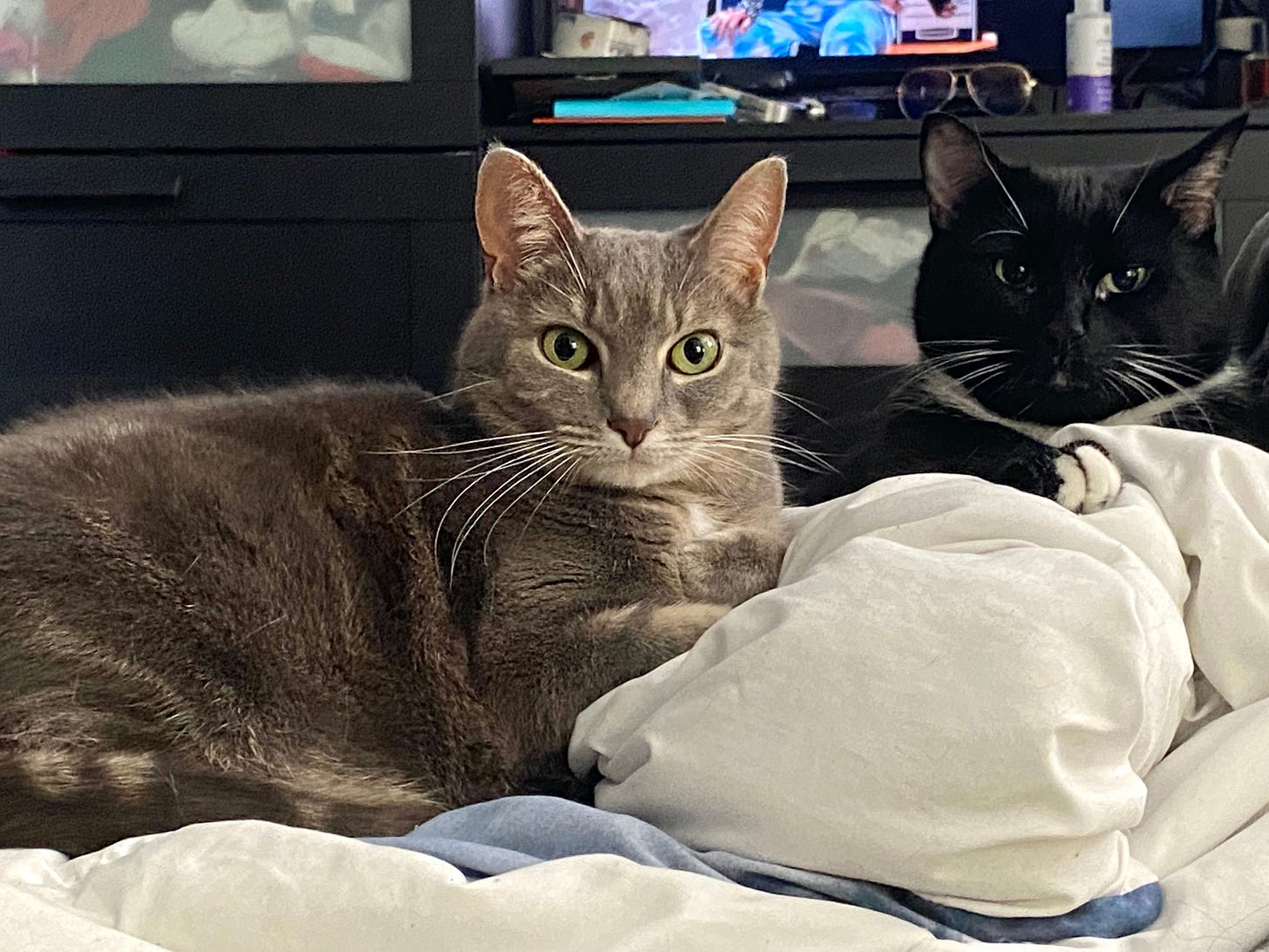 Simone and Lugosi are relaxing together on the bed in a pile of blankets.