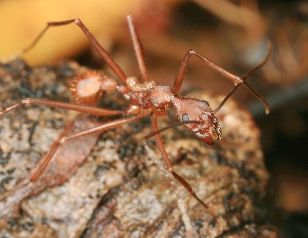Aphaenogaster-araneoides5.jpg Aphaenogaster-araneoides5.jpg