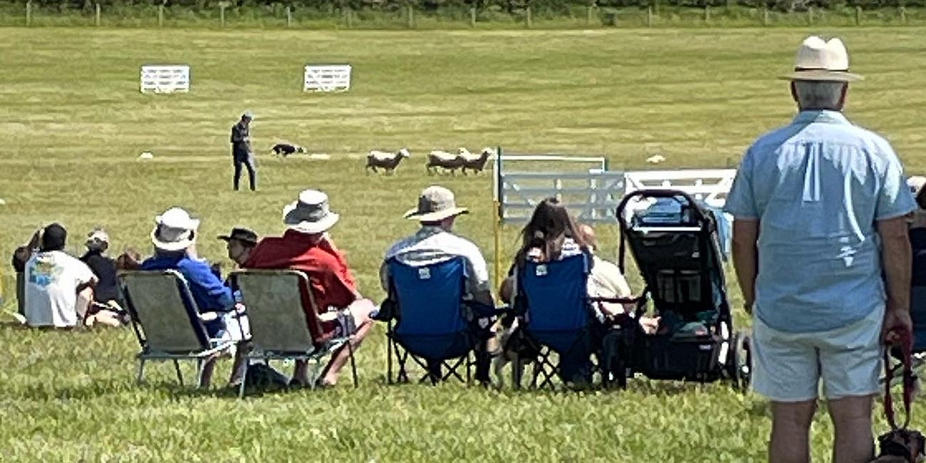 Watching dogs and sheep