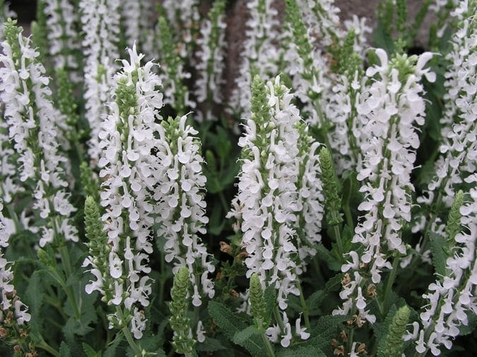 Ornamental Wood Sage
https://www.gardendesign.com/perennials/salvia.html Ornamental Wood Sage
https://www.gardendesign.com/perennials/salvia.html