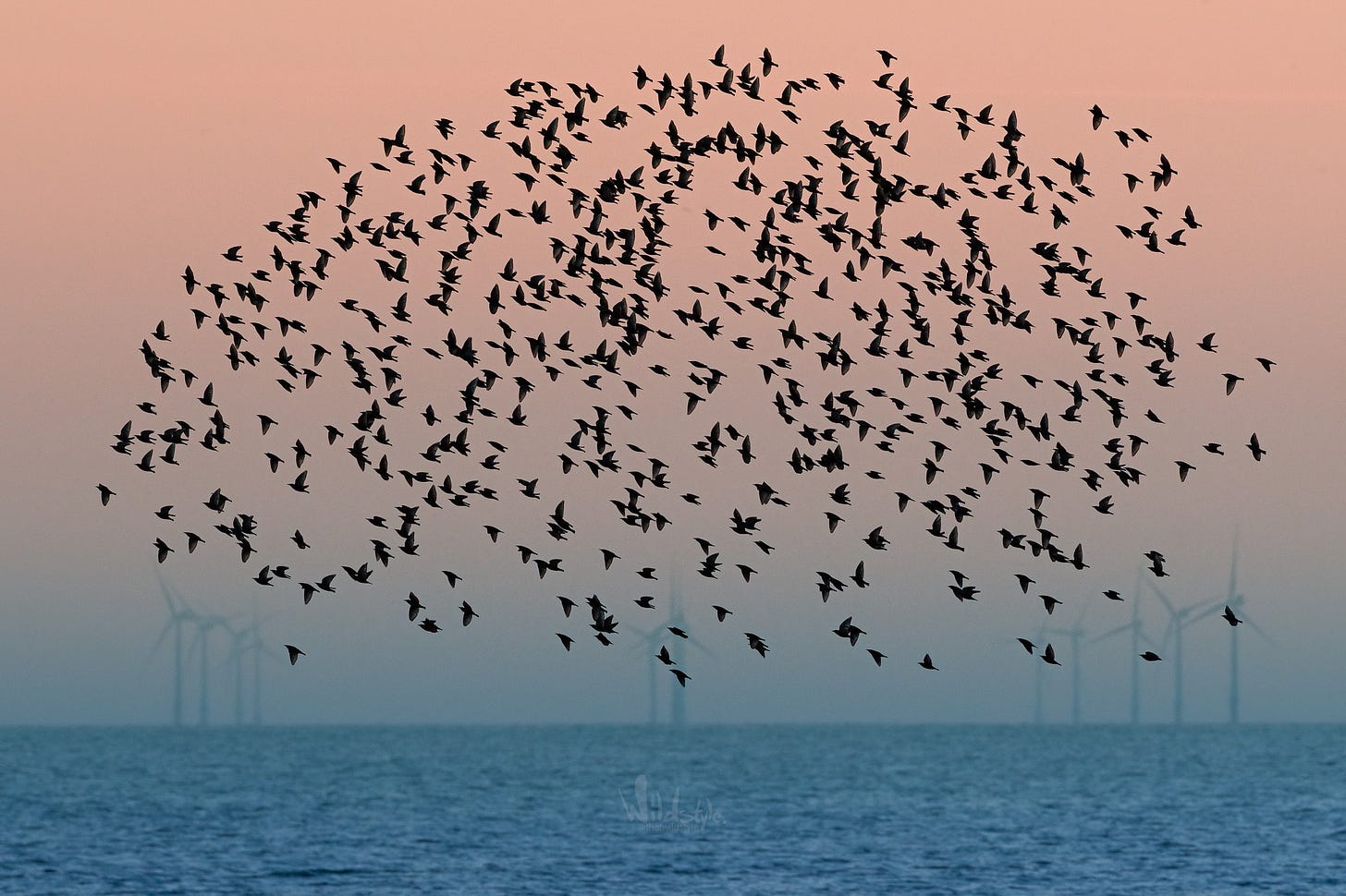 May be an image of bird, sky, body of water and nature