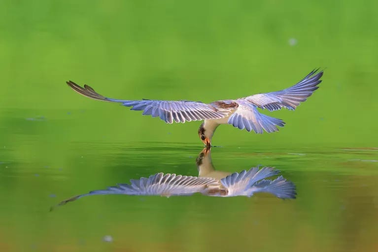 Breikin Alexander, Fishing