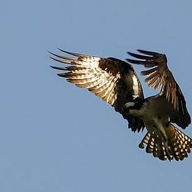 Owen Sound Field Naturalists: AGM Highlights, Award Winners, Bruce Birding Club Updates & More