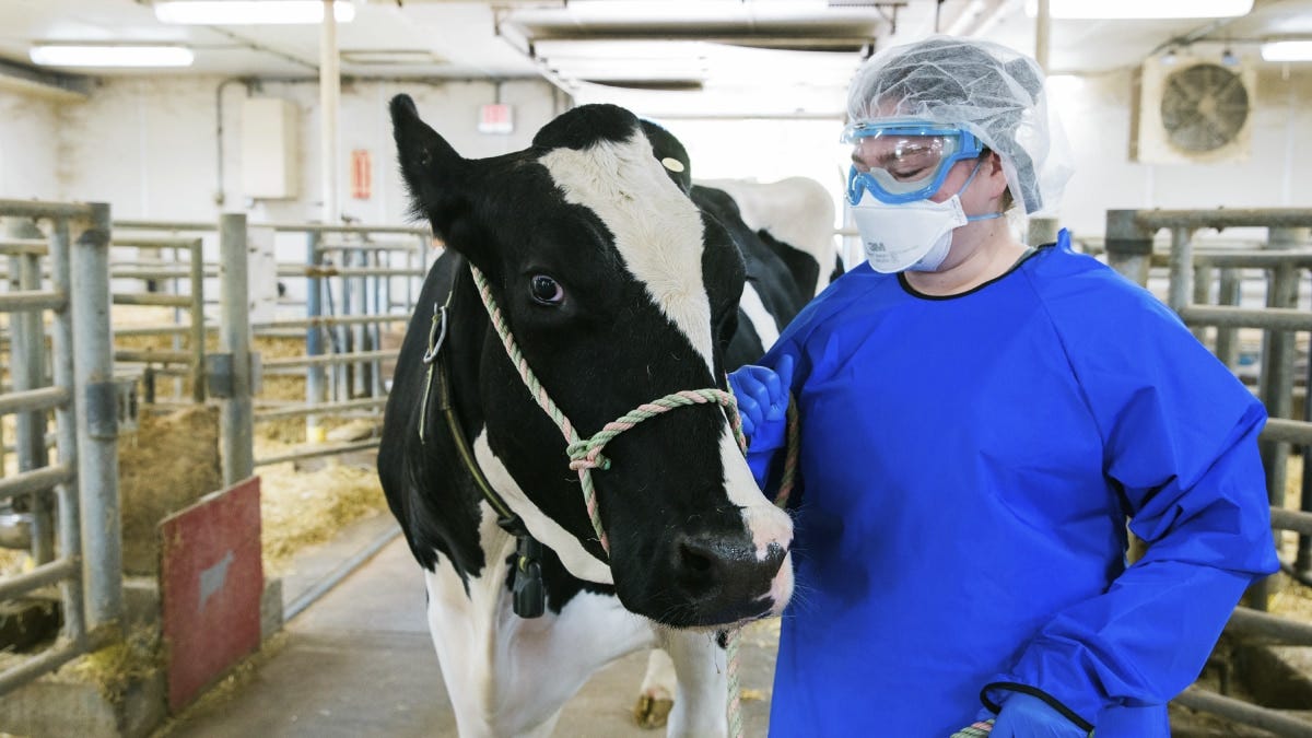 Serologic Evidence of Recent Infection with Highly Pathogenic Avian Influenza A(H5) Virus Among Dairy Workers — Michigan and Colorado, June–August 2024 | MMWR Serologic Evidence of Recent Infection with Highly Pathogenic Avian Influenza A(H5) Virus Among Dairy Workers — Michigan and Colorado, June–August 2024 | MMWR