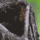 Owl Ya Doin'?