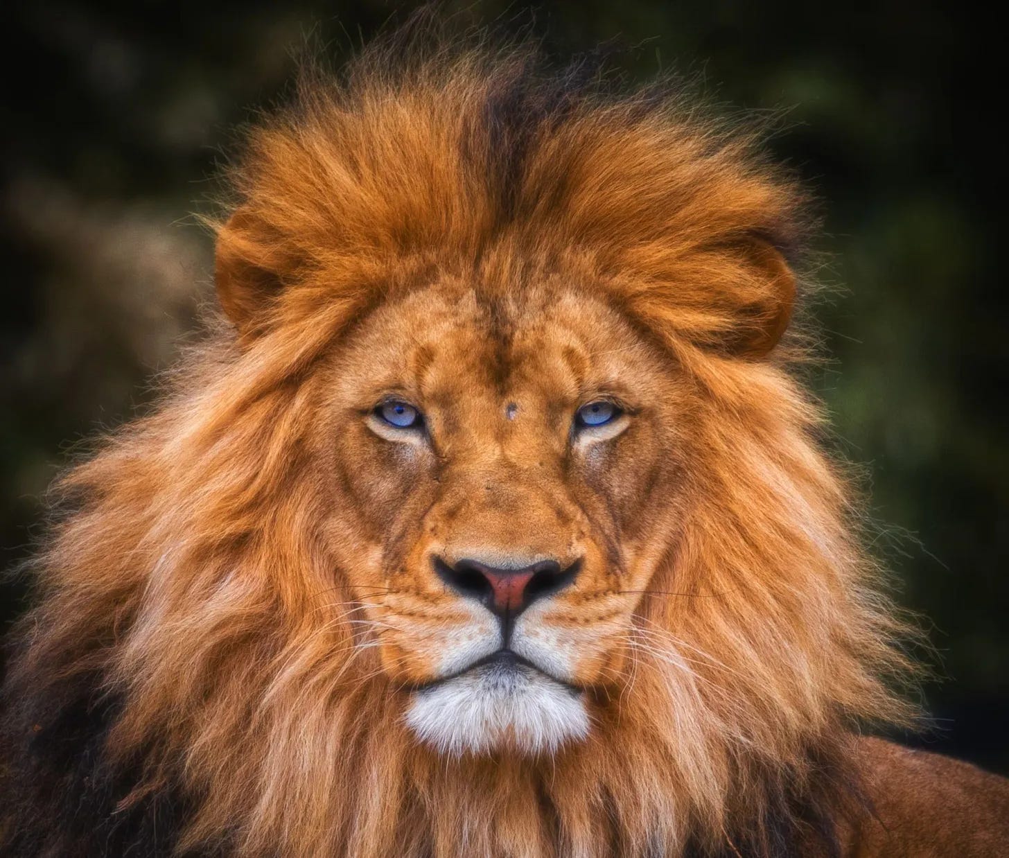 Lion of Judah Lion of Judah